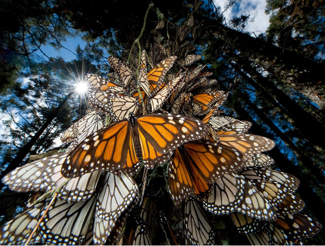 Monarch Butterflies